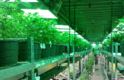 Cannabinoides y alimentación