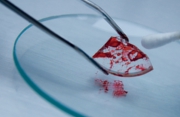 Introducció a les ciències forenses
