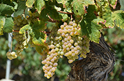 Vins que estimen la terra