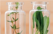 Las plantas y la salud