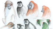 Todos somos primates: como la Etología y la Primatología nos acercan a nuestros orígenes